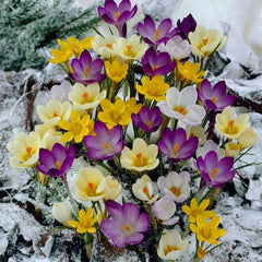 Early Riser Naturalizing Bulb Collection