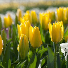 Circus Tent Tulip Collection