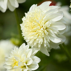 Zahra Anemone Dahlia