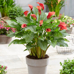 Red Alert Calla Lily