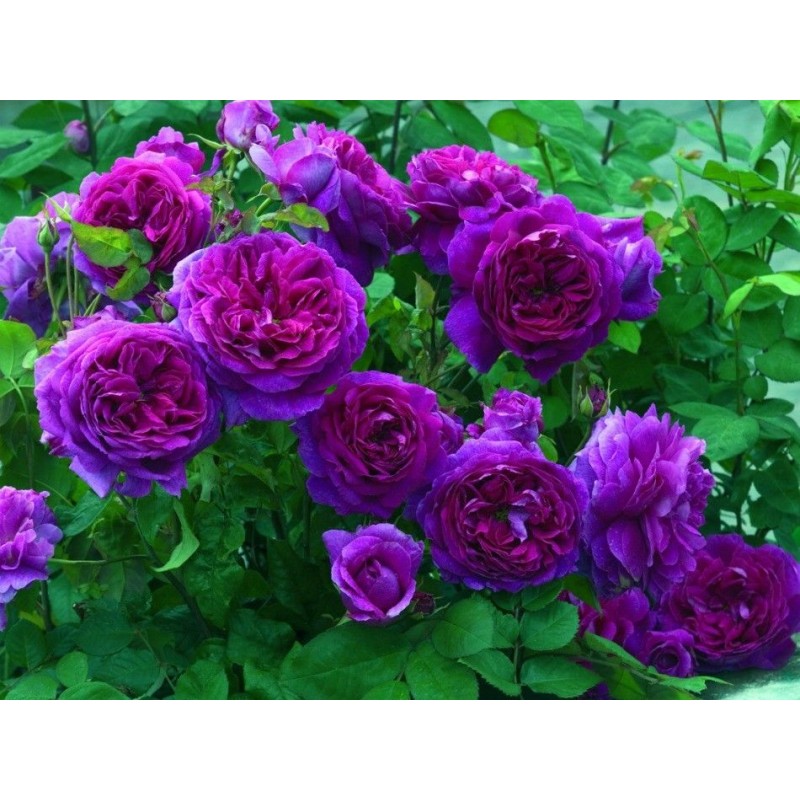 Purple Climbing Rose Seedlings Flower Seeds Perennial Growing Bonsai Corms Tubers Potted Planting Reblooming Fragrant Garden Roots Rhizomes Species Blooms Plant Bulbs Gardening Tree