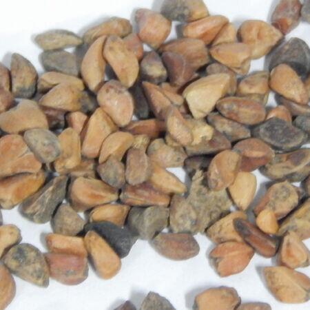 Morden ruby Rose Seedlings Flower Seeds Perennial Growing Bonsai Corms Tubers Potted Planting Reblooming Fragrant Garden Roots Rhizomes Species Blooms Plant Bulbs Gardening Tree