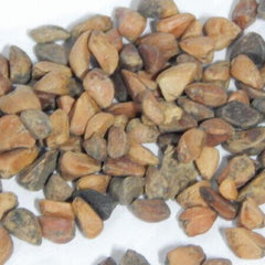 Iceberg Rose Seedlings Flower Seeds Perennial Growing Bonsai Corms Tubers Potted Planting Reblooming Fragrant Garden Roots Rhizomes Species Blooms Plant Bulbs Gardening Tree