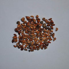 Fire Rose Seedlings Flower Seeds Perennial Growing Bonsai Corms Tubers Potted Planting Reblooming Fragrant Garden Roots Rhizomes Species Blooms Plant Bulbs Gardening Tree