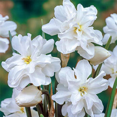 Double Pheasant Eye Daffodil Narcissus Bulbs Blooms Species Growing Bonsai Roots Rhizomes Corms Tubers Potted Planting Reblooming Fragrant Garden Flower Seeds Plant