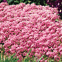Easter Bonnet Deep Pink Sweet Alyssum Seeds - Plants Seeds