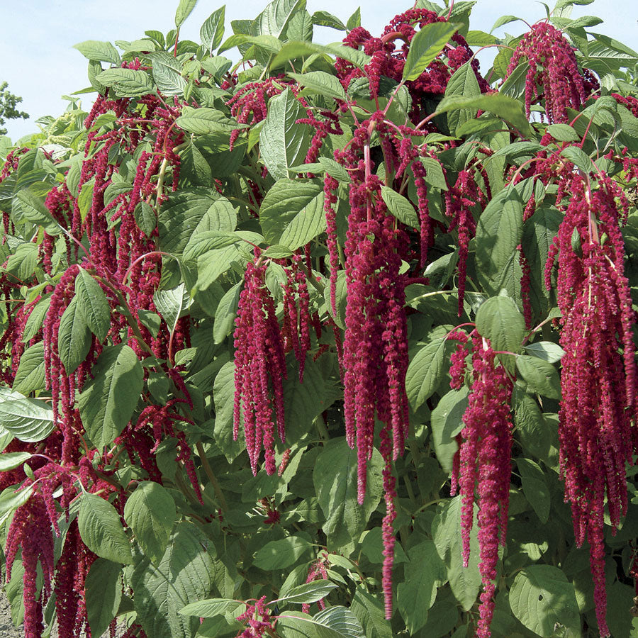 Love-Lies-Bleeding Seeds - Plants Seeds