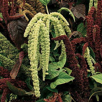 Green Love-Lies-Bleeding Seeds - Plants Seeds