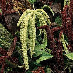 Green Love-Lies-Bleeding Seeds - Plants Seeds