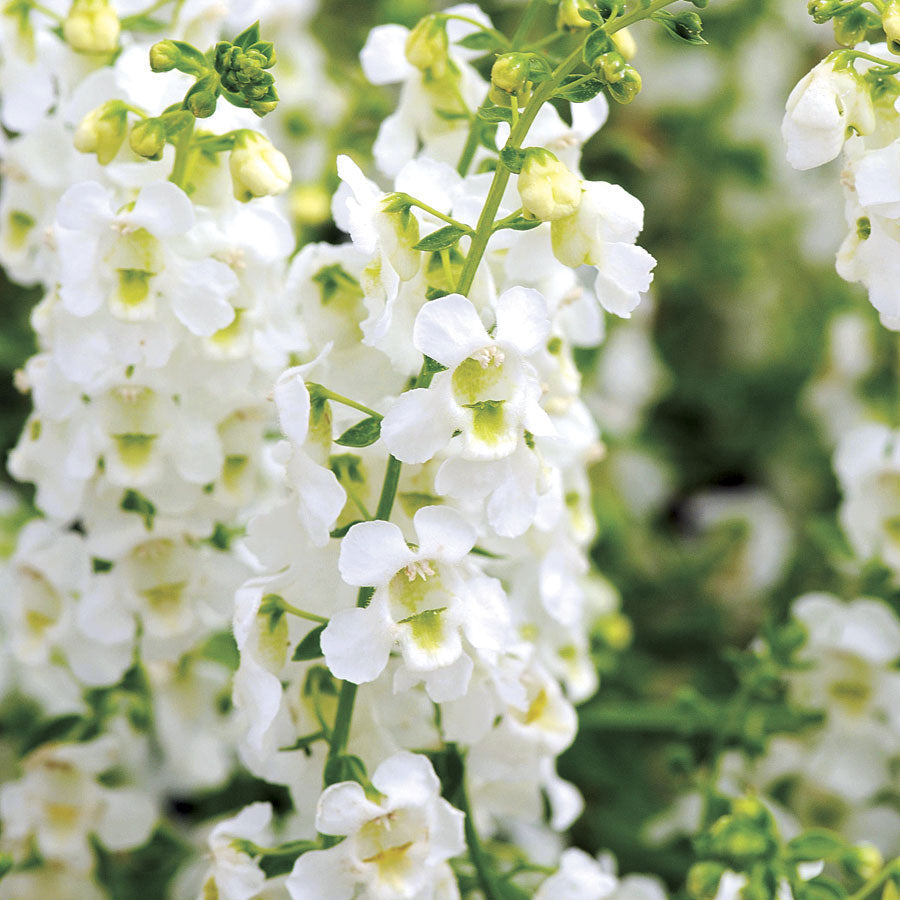 Serena&reg; White Angelonia Seeds - Plants Seeds