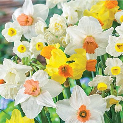 All Spring Daffodil Mix Narcissus Bulbs Blooms Species Growing Bonsai Roots Rhizomes Corms Tubers Potted Planting Reblooming Fragrant Garden Flower Seeds Plant