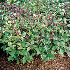 Cinnamon Basil Seeds - Seedsplant