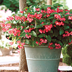 Dragon Wing&trade; Pink Begonia Seeds - Seedsplant