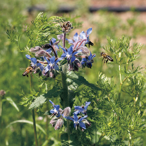 Borage Seeds - Seedsplant