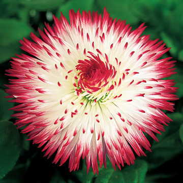 Habanera® Red Tips English Daisy Seeds