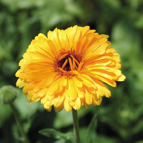 'Pacific Beauty Mix' Calendula Seeds - Plants Seeds