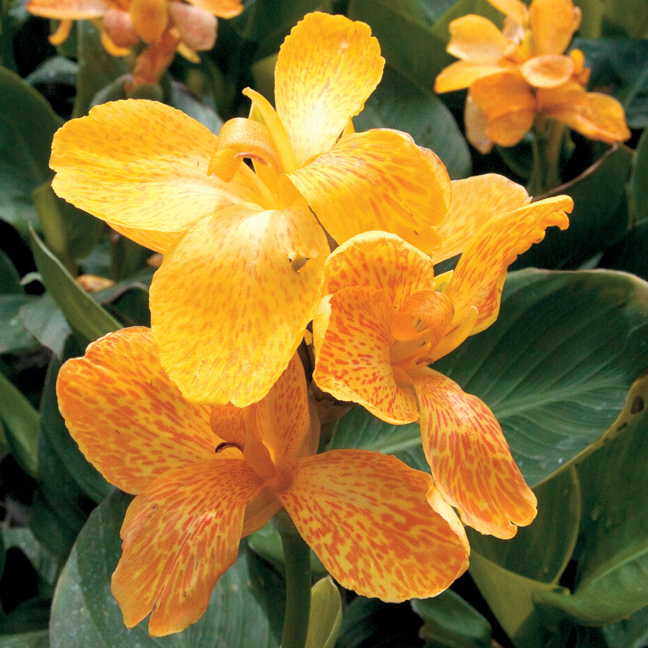 Tropical Yellow Canna Seeds - Plants Seeds