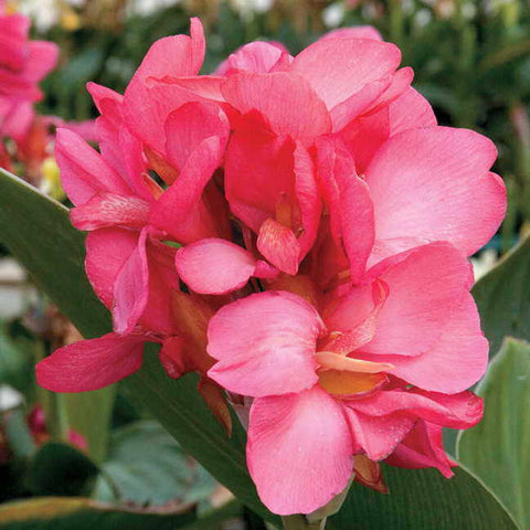 Tropical Rose Canna Seeds - Plants Seeds