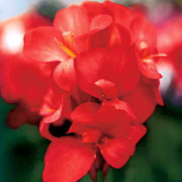 Tropical Red Canna Seeds - Plants Seeds