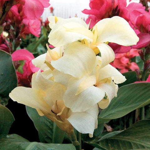 Tropical White Canna Seeds - Plants Seeds