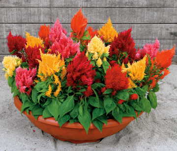 Rainbow Sherbert Celosia Seeds - Plants Seeds