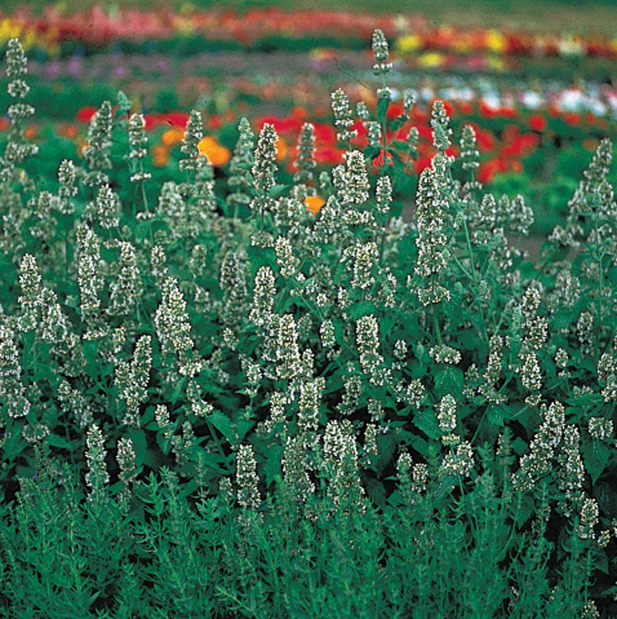 Catnip Seeds - Plants Seeds