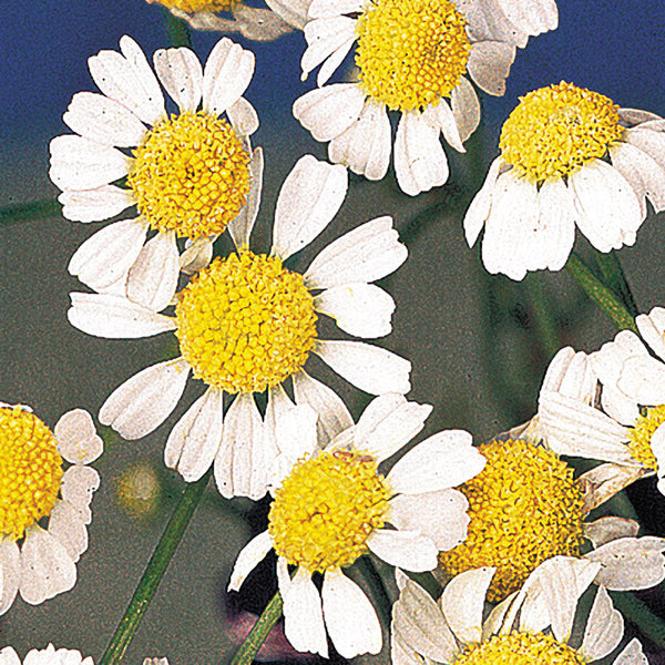 Chamomile