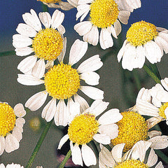 German Chamomile Seeds - Plants Seeds