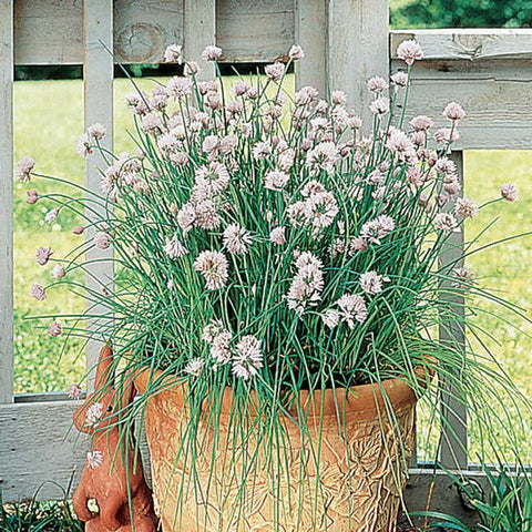 Garlic Chives Seeds - Plants Seeds