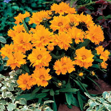 Presto Coreopsis Seeds