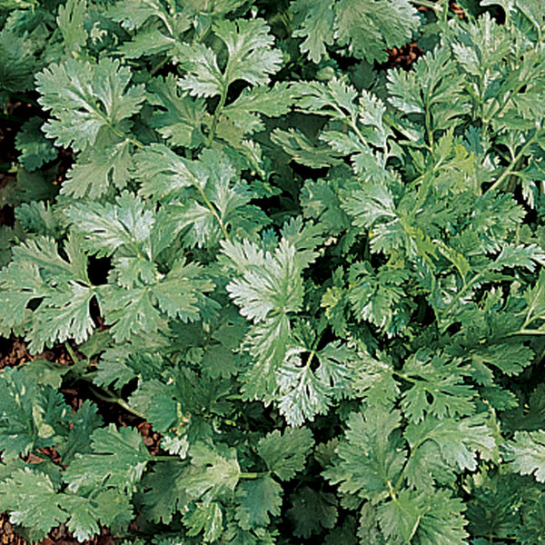 Santo Cilantro Seeds