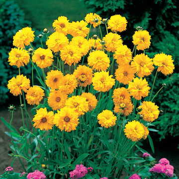 Early Sunrise Coreopsis Seeds - Plants Seeds