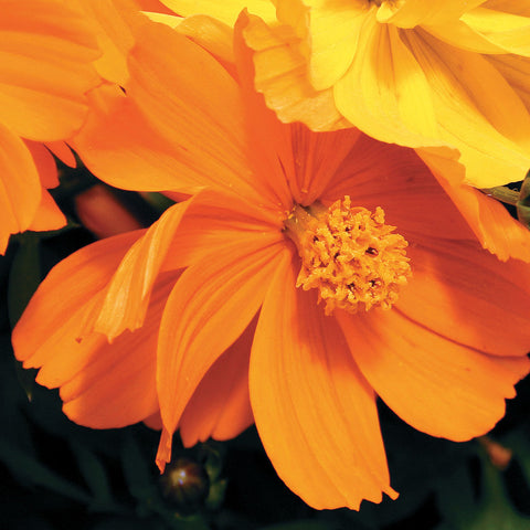 Cosmic Orange Cosmos Flower Seeds - Plants Seeds
