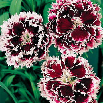 Black/White Velvet Lace Carnation Flower Seeds / Dianthus / Perennial 50+