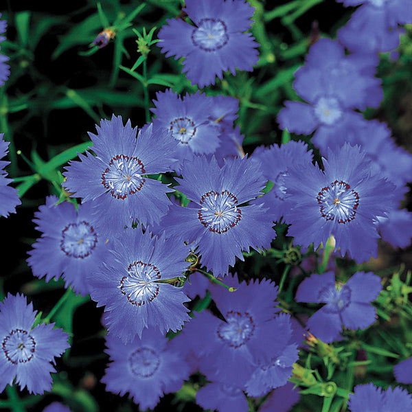 Siberian Blues Dianthus Seeds