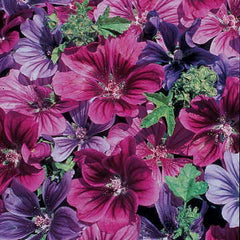 Mystic Merlin Hollyhock Mallow Seeds - Seedsplant