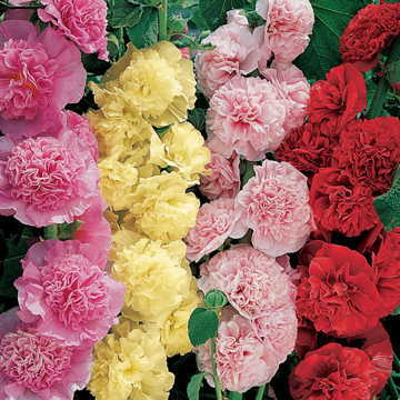 Summer Carnival Hollyhock Mix Seeds