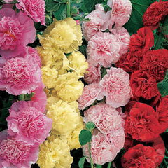 Summer Carnival Hollyhock Mix Seeds - Plants Seeds