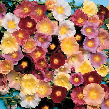 Happy Lights Hollyhock Mix Seeds - Plants Seeds