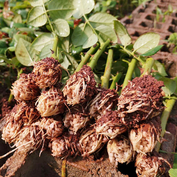 Out of Rosenheim Rose Seedlings Flower Seeds Perennial Growing Bonsai Corms Tubers Potted Planting Reblooming Fragrant Garden Roots Rhizomes Species Blooms Plant Bulbs Gardening Tree