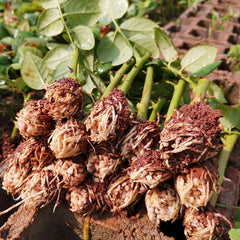 Anastasia Rose Seedlings Flower Seeds Perennial Growing Bonsai Corms Tubers Potted Planting Reblooming Fragrant Garden Roots Rhizomes Species Blooms Plant Bulbs Gardening Tree