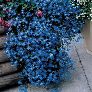 Fountain Blue Lobelia Seeds - Plants Seeds