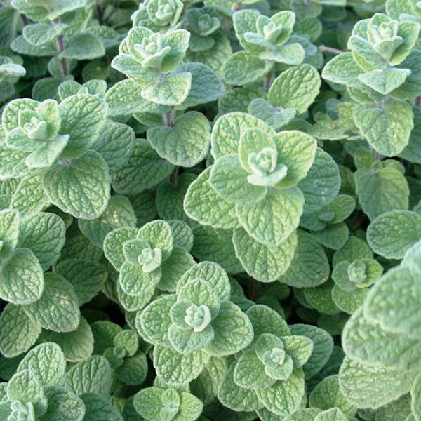 Marjoram