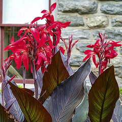 Giant Canna Ambassador Bulbs Perennial Growing Bonsai Roots Rhizomes Corms Tubers Potted Planting Reblooming Fragrant Garden Species Blooms Flower Seeds Plant Gardening