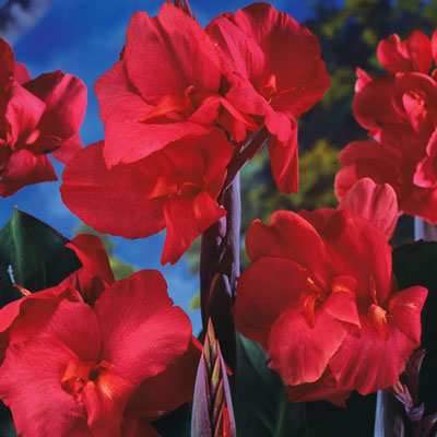 Giant Canna Ambassador Bulbs Perennial Growing Bonsai Roots Rhizomes Corms Tubers Potted Planting Reblooming Fragrant Garden Species Blooms Flower Seeds Plant Gardening