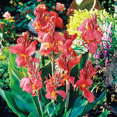 Giant Canna City of Portland Bulbs Perennial Growing Bonsai Roots Rhizomes Corms Tubers Potted Planting Reblooming Fragrant Garden Species Blooms Flower Seeds Plant Gardening