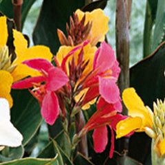 Giant Canna City of Portland Bulbs Perennial Growing Bonsai Roots Rhizomes Corms Tubers Potted Planting Reblooming Fragrant Garden Species Blooms Flower Seeds Plant Gardening