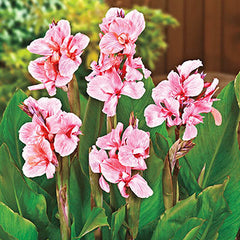 Giant Canna Pink President Bulbs Perennial Growing Bonsai Roots Rhizomes Corms Tubers Potted Planting Reblooming Fragrant Garden Species Blooms Flower Seeds Plant Gardening