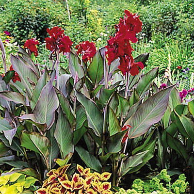 Giant Canna Red King Humbert Bulbs Perennial Growing Bonsai Roots Rhizomes Corms Tubers Potted Planting Reblooming Fragrant Garden Species Blooms Flower Seeds Plant Gardening
