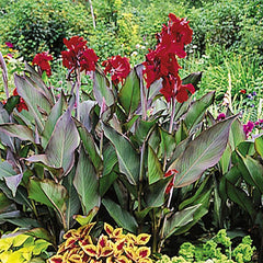 Giant Canna Red King Humbert Bulbs Perennial Growing Bonsai Roots Rhizomes Corms Tubers Potted Planting Reblooming Fragrant Garden Species Blooms Flower Seeds Plant Gardening